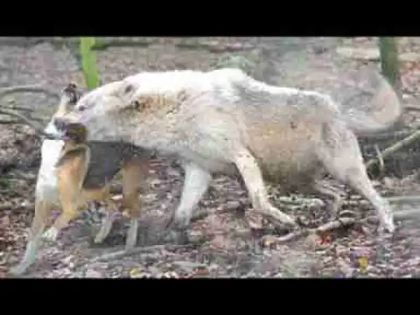 Video: Top 10 Animals That Can Kill Your Pets